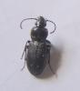 Pterostichus nigrita
